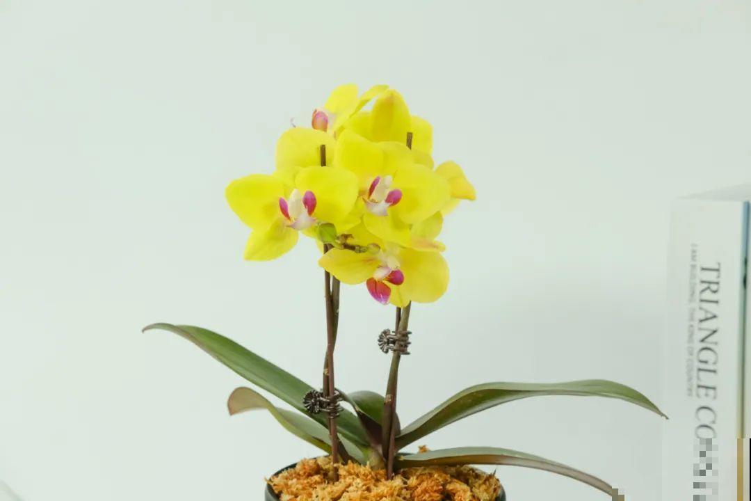 养花大棚倒闭,“贵货花”路边扔了一地,后悔没带个大麻袋 养花大棚倒闭,“贵货花”路边扔了一地,后悔没带个大麻袋