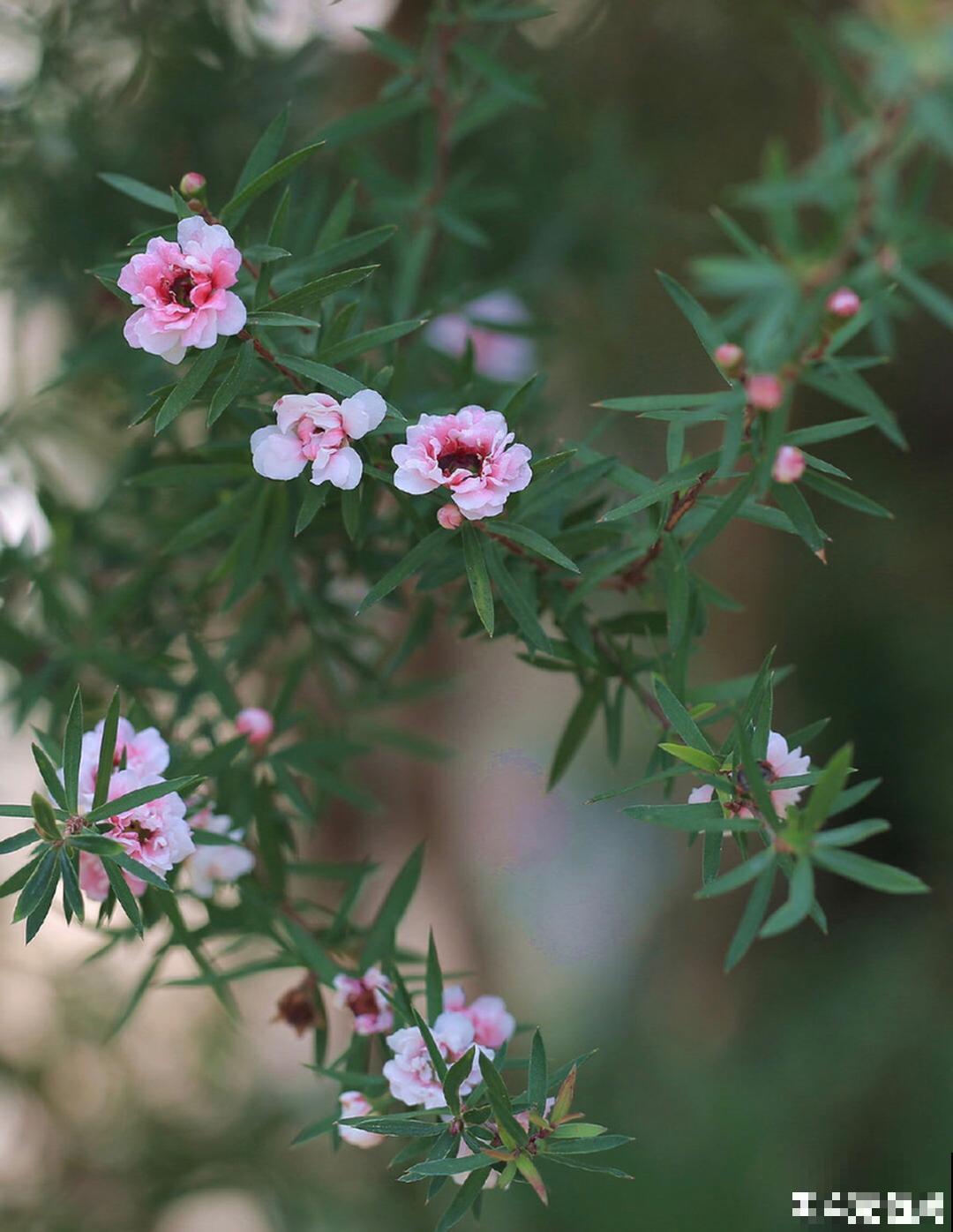 一种花像“松”又像“梅”，花色三变，易爆盆，开花持续小半年！