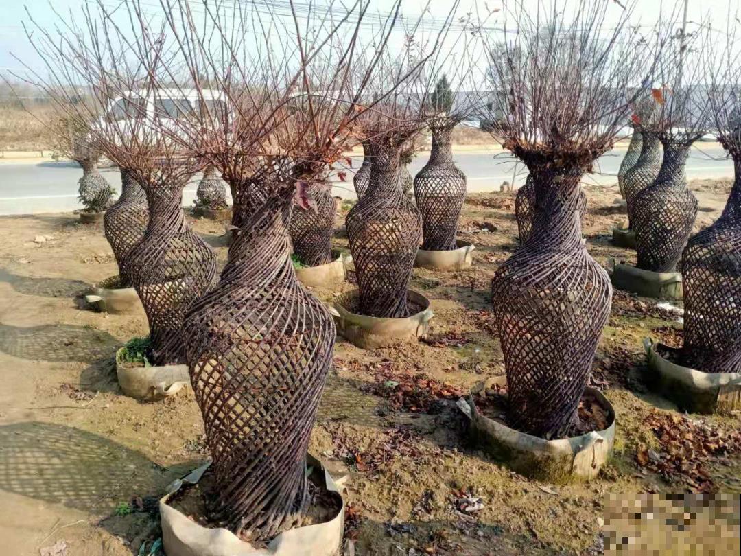 八种花养成老桩,有镇宅旺家好兆头,生机满满 八种花养成老桩,有镇宅旺家好兆头,生机满满