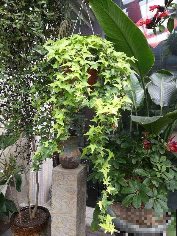 10种养生植物，老中医们的最爱，养护简单特养人