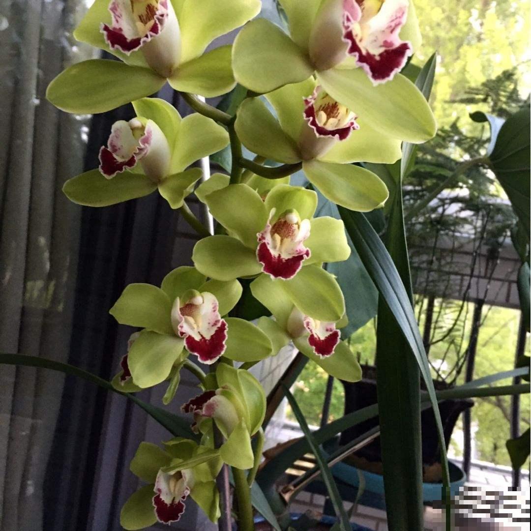 退休老人都爱的花，关键是好养爱爆盆，开花雍容还富贵