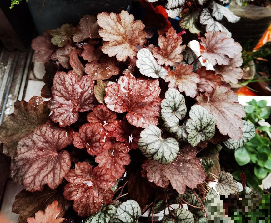 5种花满身花纹，耐阴性强，没光也能养