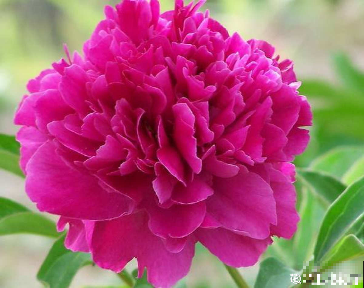 芍药和牡丹，傻傻分不清楚，6个方法教你快速区别