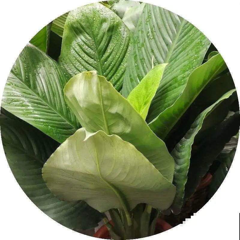 屋里养5种花，净化空气效果好，还特湿润