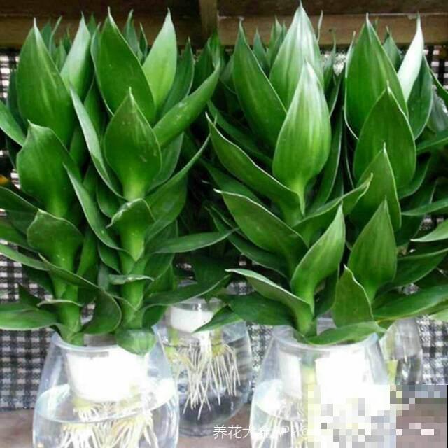 给花喝勺酒，叶子油绿有光泽，老花匠用经验告诉你该怎么浇