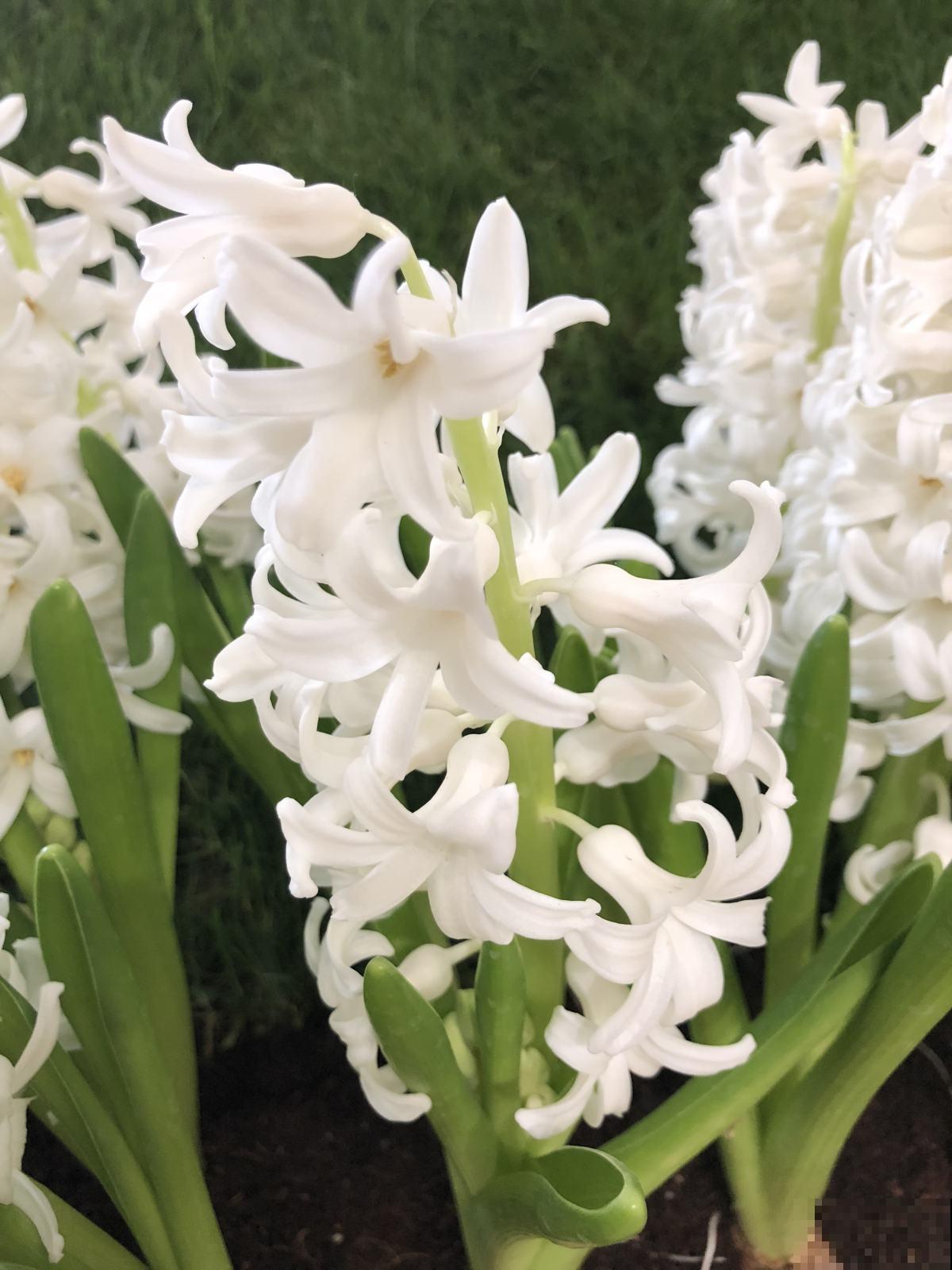 一个“洋葱头”埋土里,一个月就开花,满屋子是香味 一个“洋葱头”埋土里,一个月就开花,满屋子是香味