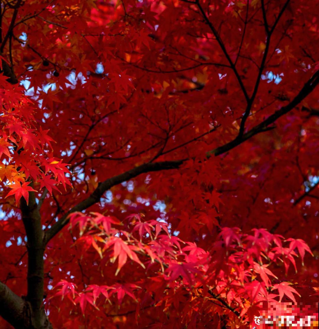 八种花养成老桩,有镇宅旺家好兆头,生机满满 八种花养成老桩,有镇宅旺家好兆头,生机满满