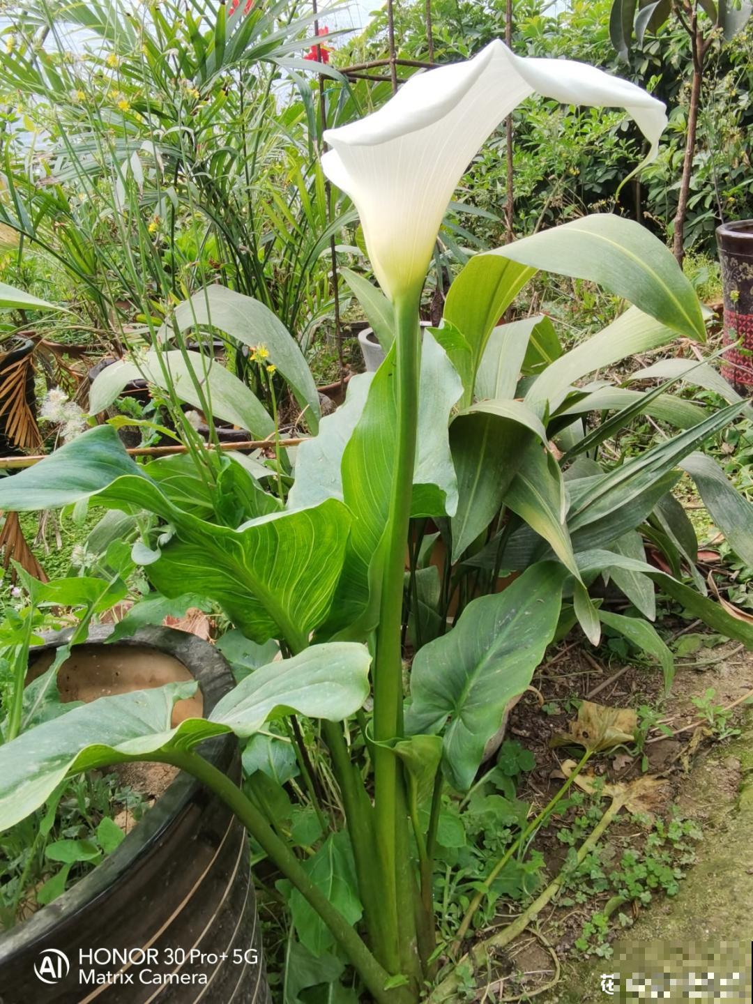 颜值超高的马蹄莲，开花大气优雅，气质满满能开半年