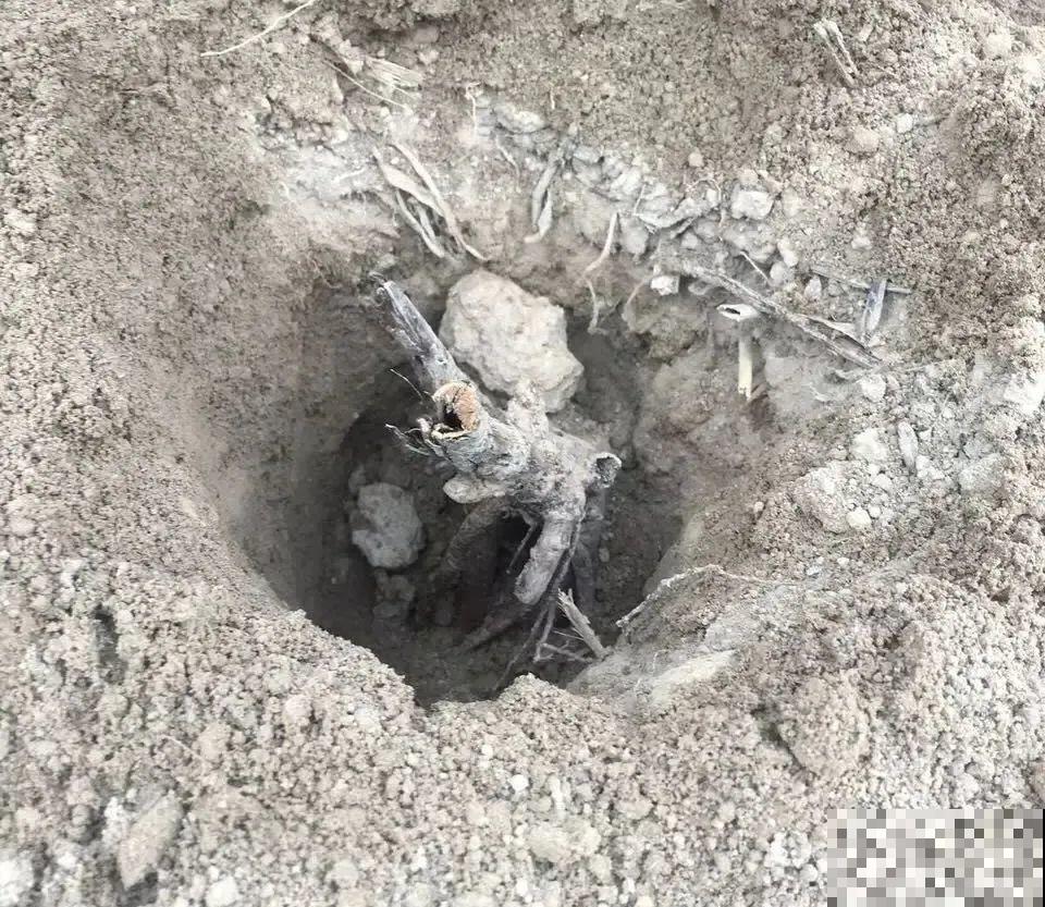 爱“生崽”的花,现在赶紧翻盆,一盆变多盆还能挣钱 爱“生崽”的花,现在赶紧翻盆,一盆变多盆还能挣钱