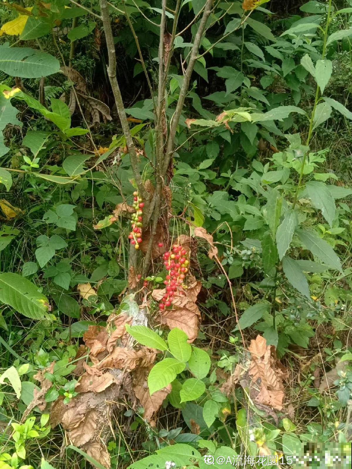 东北花虽少，但中草药一抓一大把，价值一下子就上去了