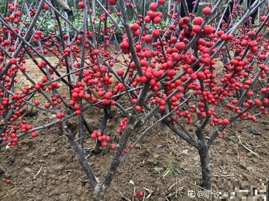 -30℃都不怕的“富贵树”,天越冷、果子越红,一挂就是大半年 -30℃都不怕的“富贵树”,天越冷、果子越红,一挂就是大半年