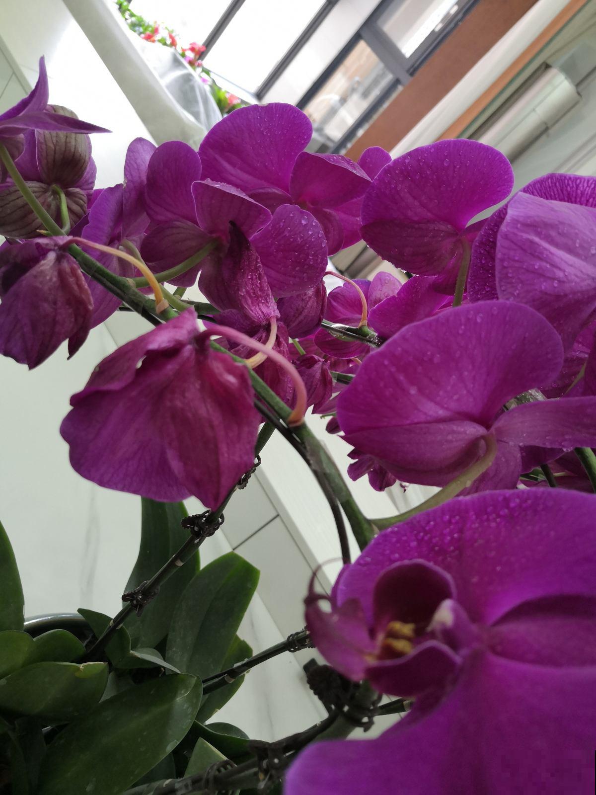 6种结婚用的手捧花,为了自己心爱的人,也要浪漫一回 6种结婚用的手捧花,为了自己心爱的人,也要浪漫一回