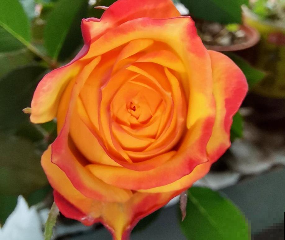 冬季给月季剪一刀,来年笋芽长更多,花苞呼呼冒 冬季给月季剪一刀,来年笋芽长更多,花苞呼呼冒