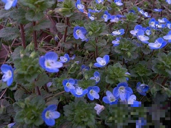 5种小众花，家里养一盆，屋里立马气质变高级