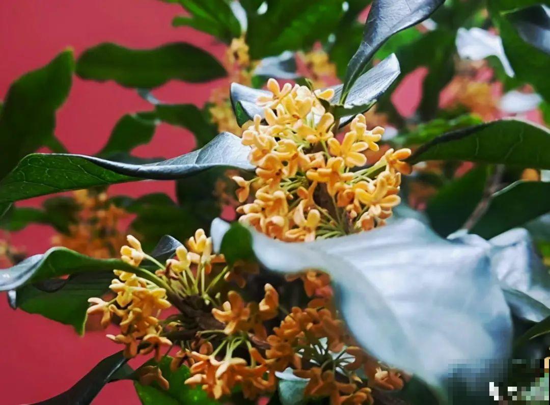 现在扦插8种花，生根快长得旺，冬春季节就开花