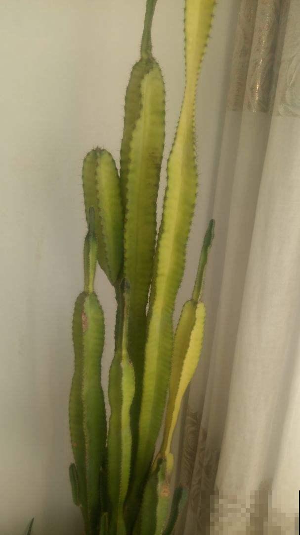 名字里带“龙”的6种花，养在家里镇宅又吉祥，安全感满满