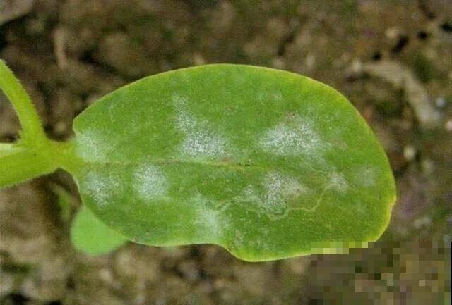 自制养花杀虫水，方便安全，养花特干净