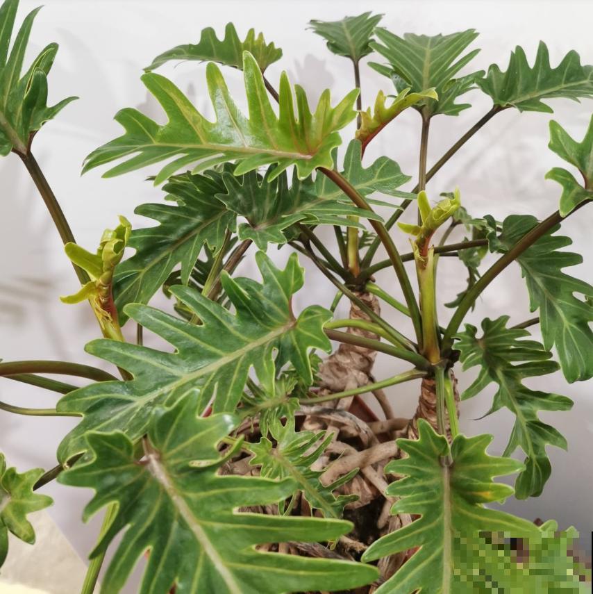 家居必备4种干净花，不招虫易养活，爱干净的人都爱养