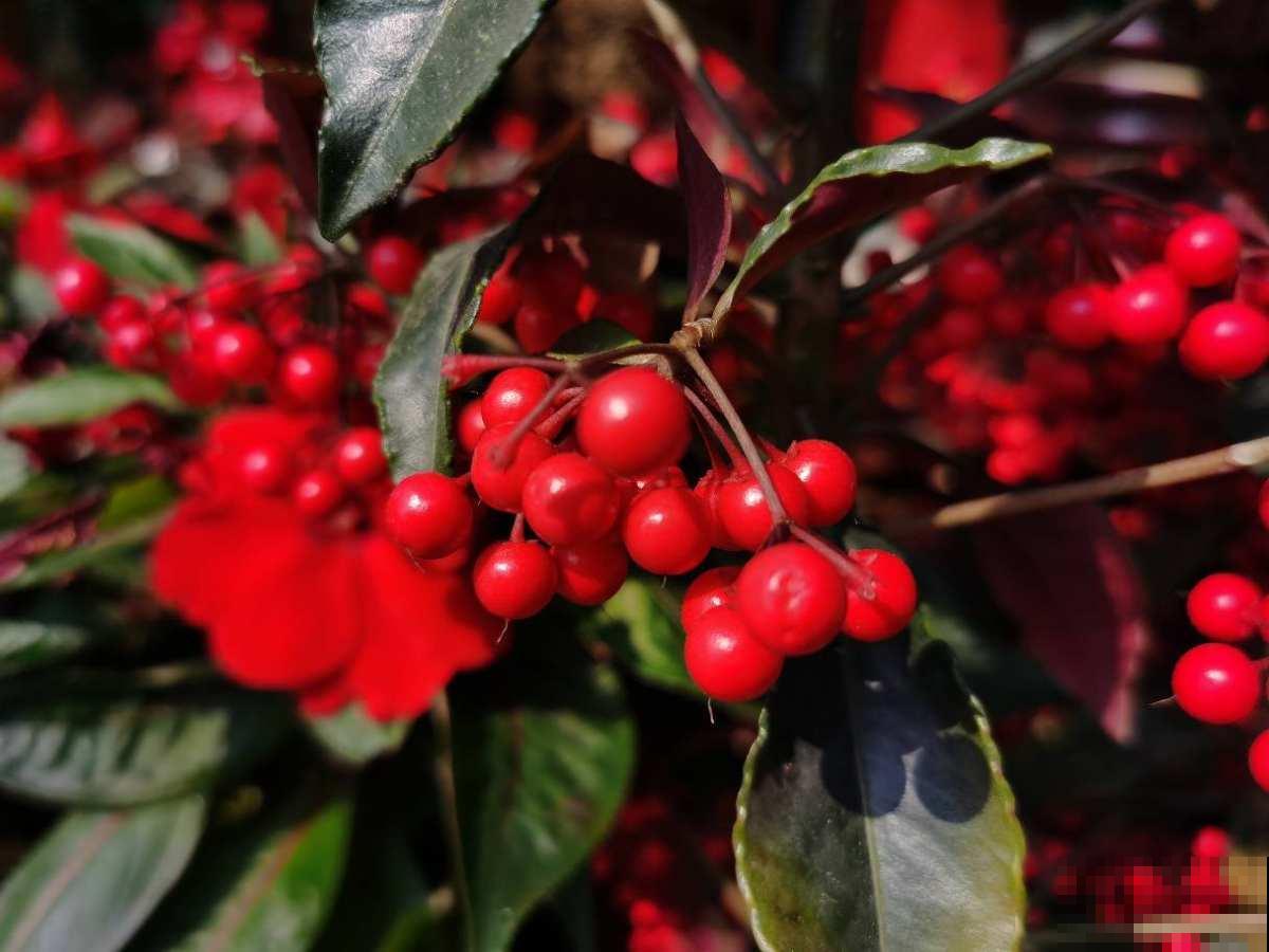冬天常见的2种“红火花”,枝条挂满红果果,喜庆吉祥有好兆头 冬天常见的2种“红火花”,枝条挂满红果果,喜庆吉祥有好兆头