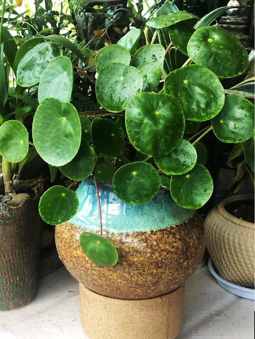 火爆海外的“中国植物”，国内当野草，国外当个宝