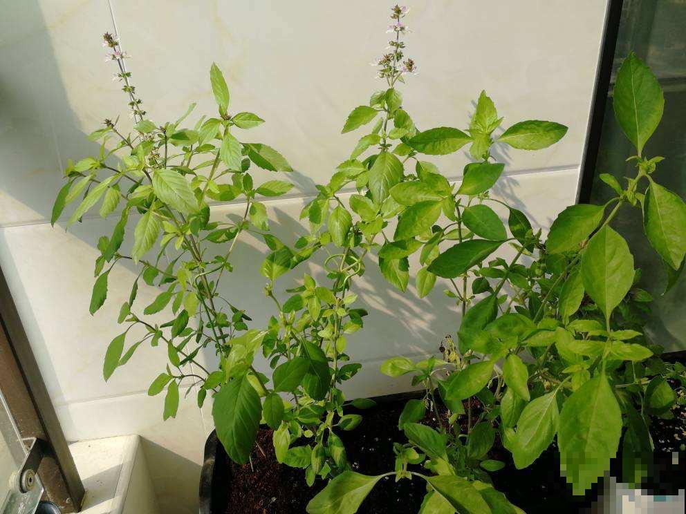 5种花，放在厨房最合适，又香又好看