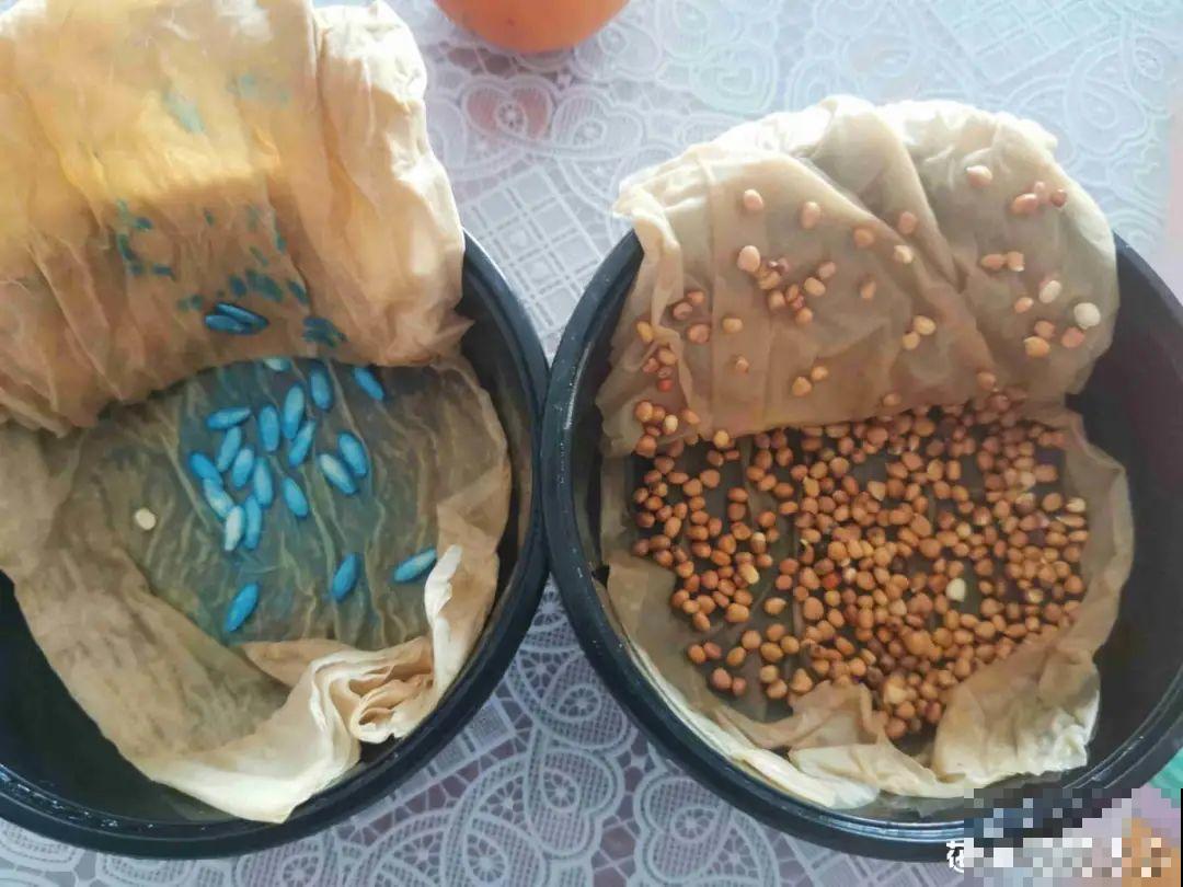 草花播种前，学会6个小妙招，全部都能活，齐刷刷冒新芽！