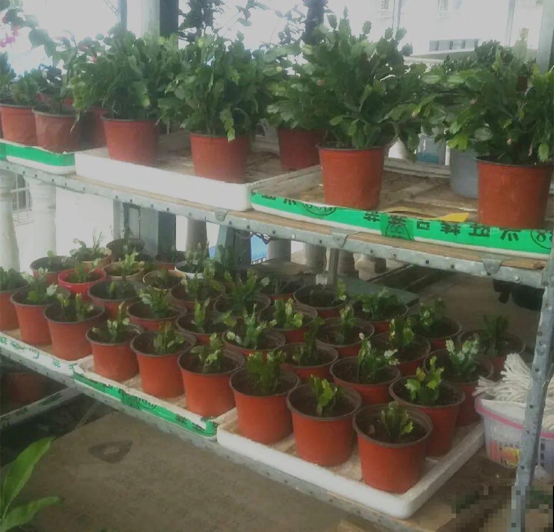 蟹爪兰软趴趴、掉花苞？它有“5怕”，避开后，叶片硬如铁！