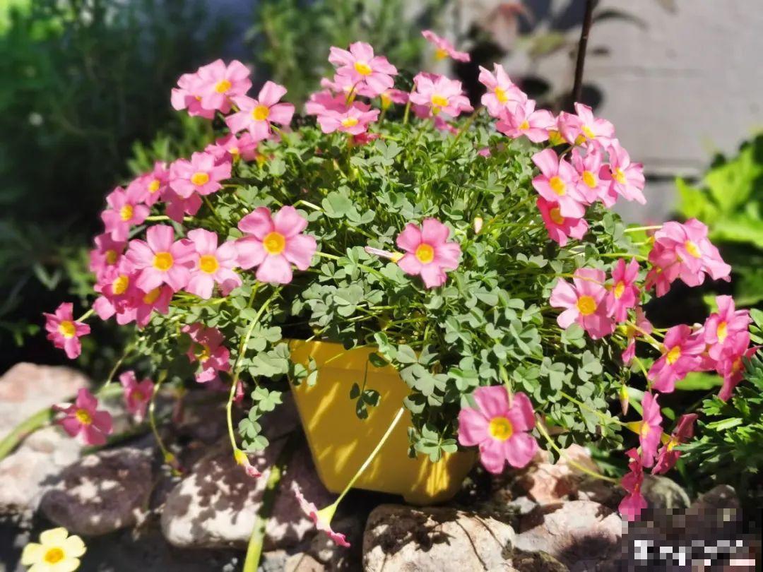 1种小草花名叫酢浆草，花量大，花期长，一盆还能变多盆