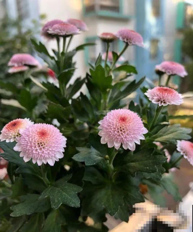 近几年新晋网红花,耐阴耐寒耐热,四季都能开花 近几年新晋网红花,耐阴耐寒耐热,四季都能开花