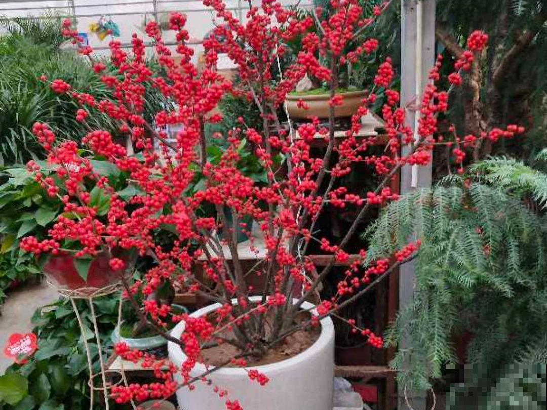 20种花，现在养正是开花好时候，再晚就过季了