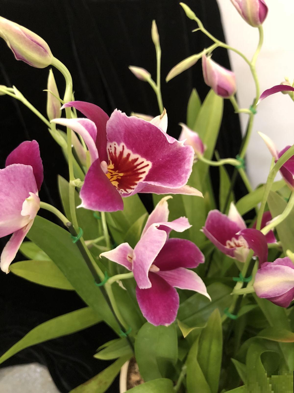 爷爷喜欢养兰花，却因品种普通被嘲笑，太气人