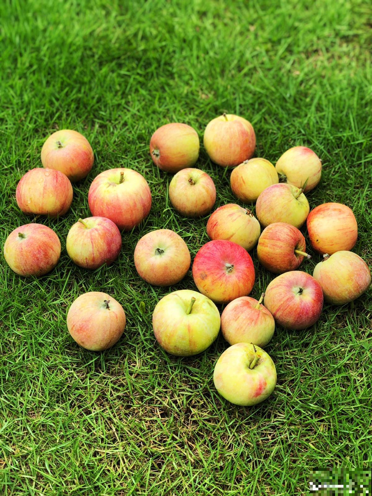 盆栽苹果怎么样？小孩吃的满手都是汁水，根本不够吃