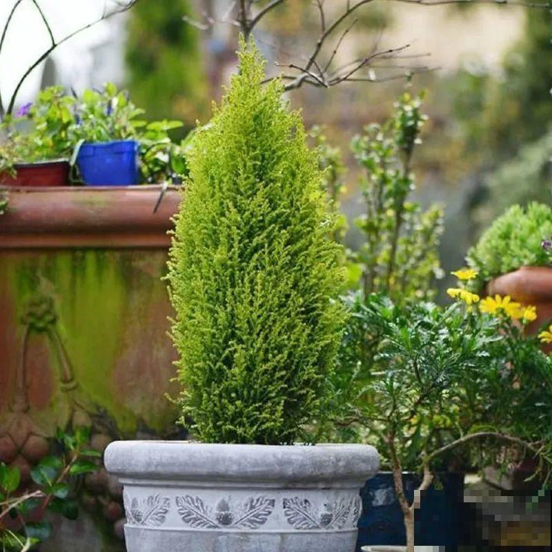 家里养一盆小香松,芬芳满室,满屋子都是高级香水味 家里养一盆小香松,芬芳满室,满屋子都是高级香水味
