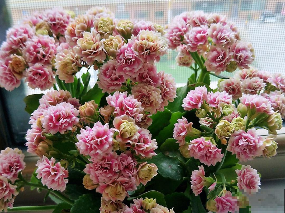 入秋一盆水,休眠的花“醒了”,猛长大花苞 入秋一盆水,休眠的花“醒了”,猛长大花苞