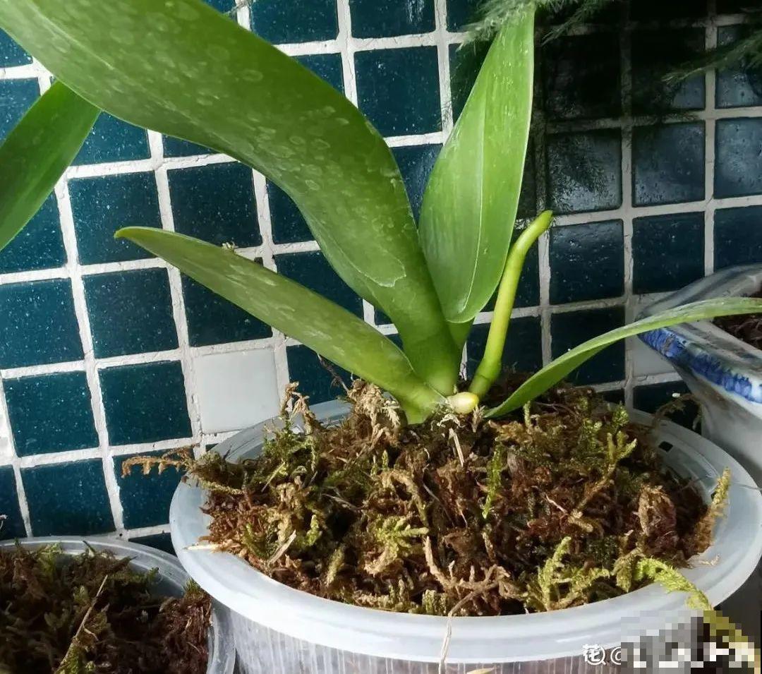 养花一直不开花,给他套个黑塑料袋,花苞呼呼冒 养花一直不开花,给他套个黑塑料袋,花苞呼呼冒