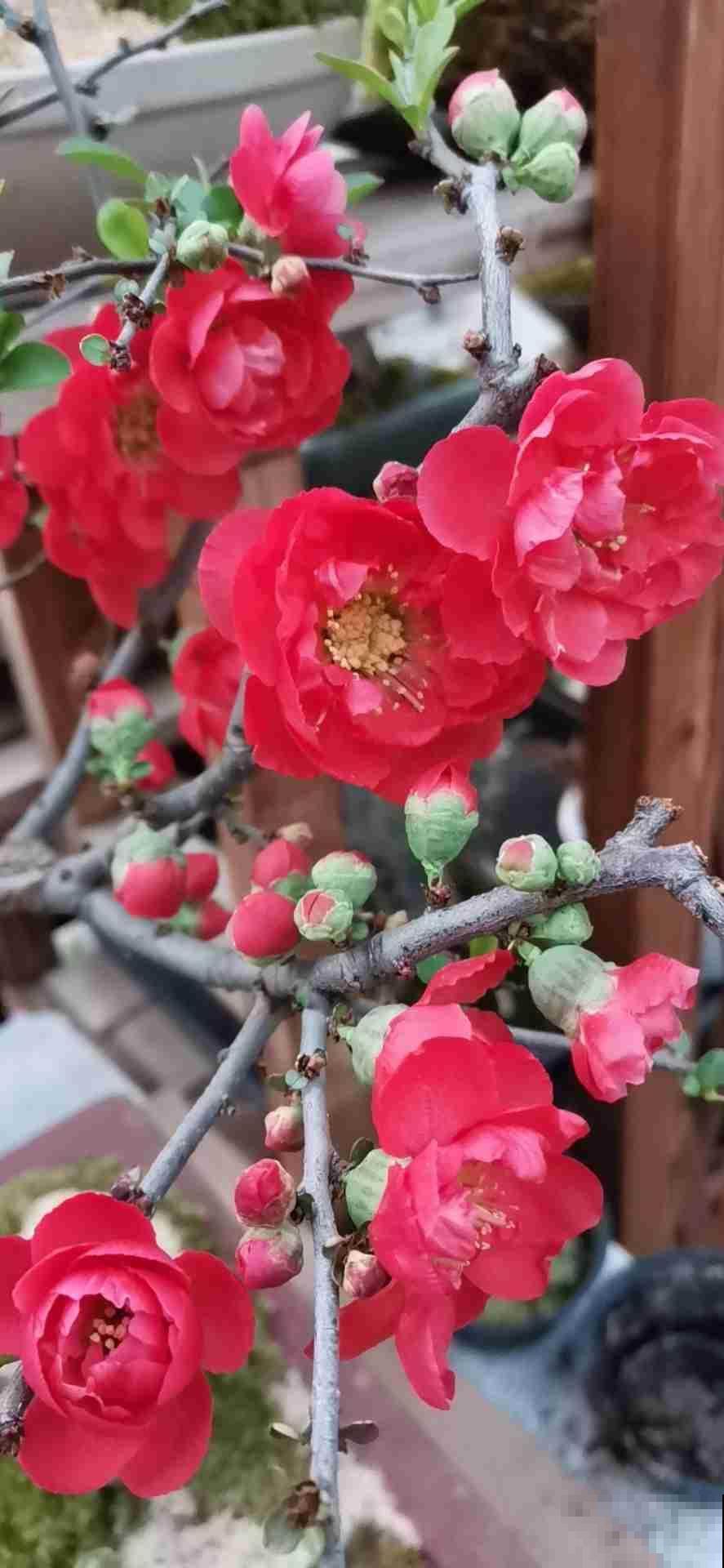 有气质的人都爱养的花，零下15度照样开花，花朵美艳动人
