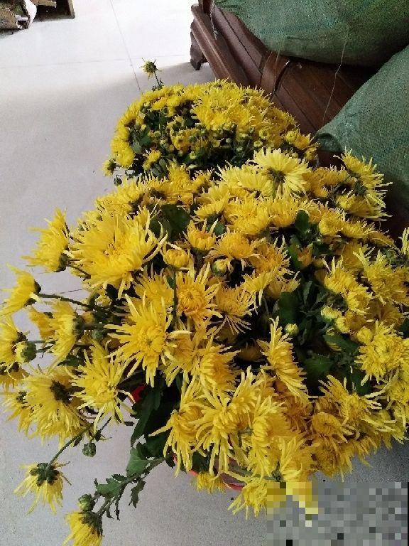 养花之后我变了，整天喜欢“捡垃圾”，还当成宝贝爱不释手