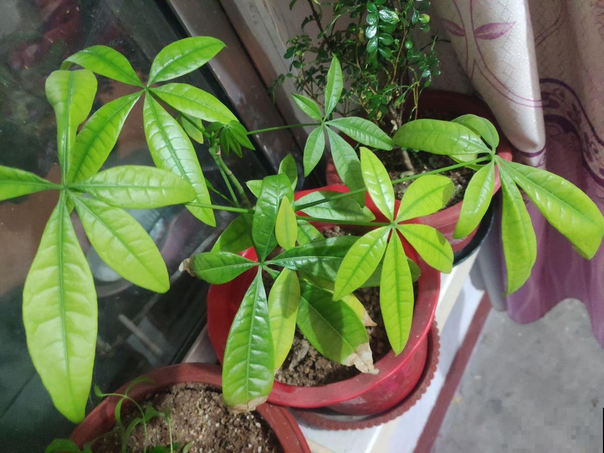 3种花就得用小盆“挤着养”,盆小水少,反而长得旺盛 3种花就得用小盆“挤着养”,盆小水少,反而长得旺盛