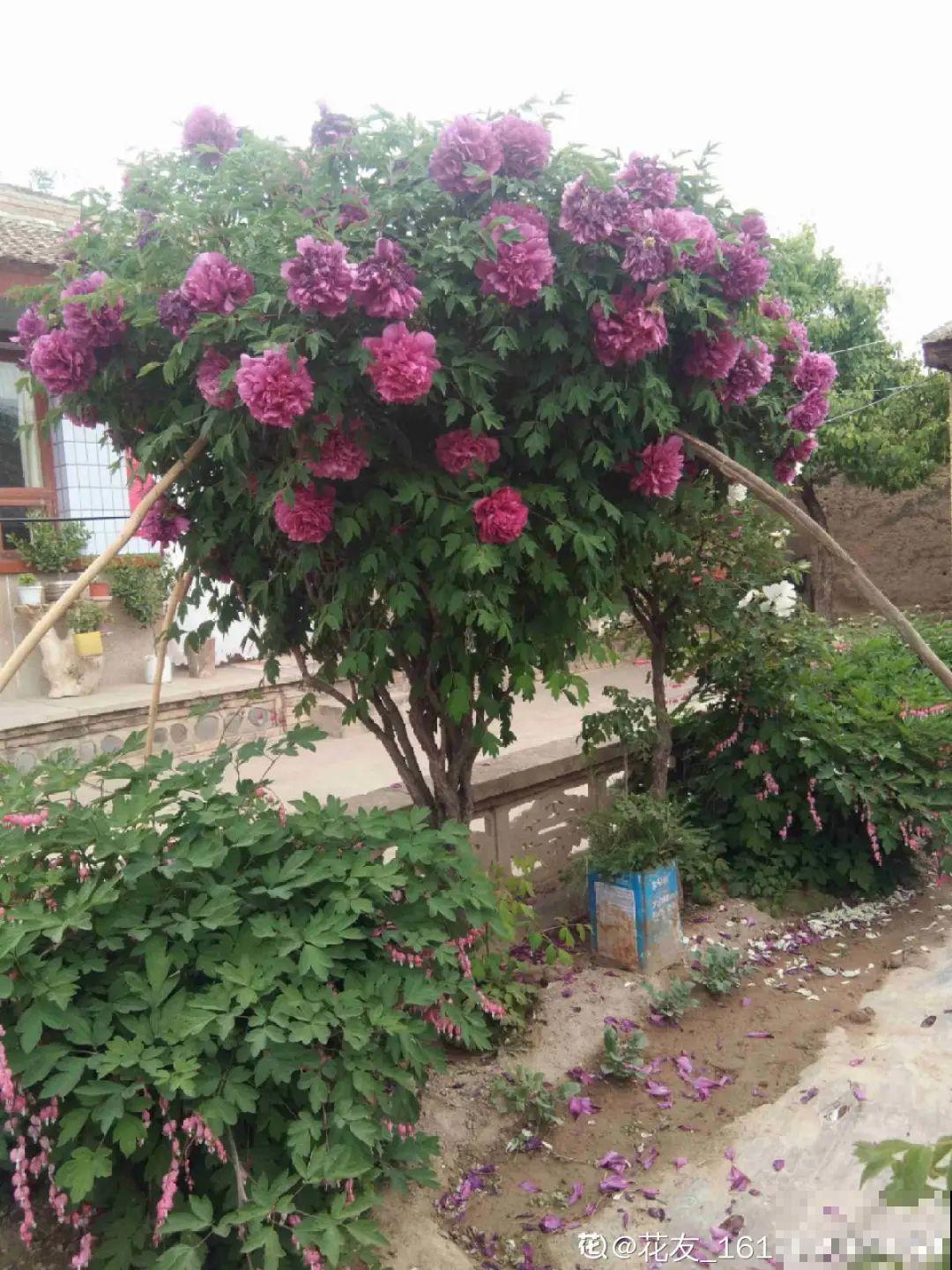 家里养8种“守家树”，红红火火特别旺运，镇宅好福气