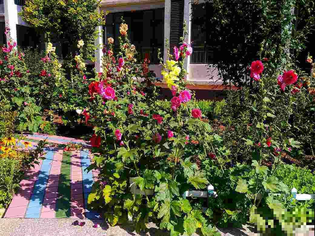 甄嬛传华妃口中的“一丈红”，其实就是蜀葵，开花艳丽多彩花期长