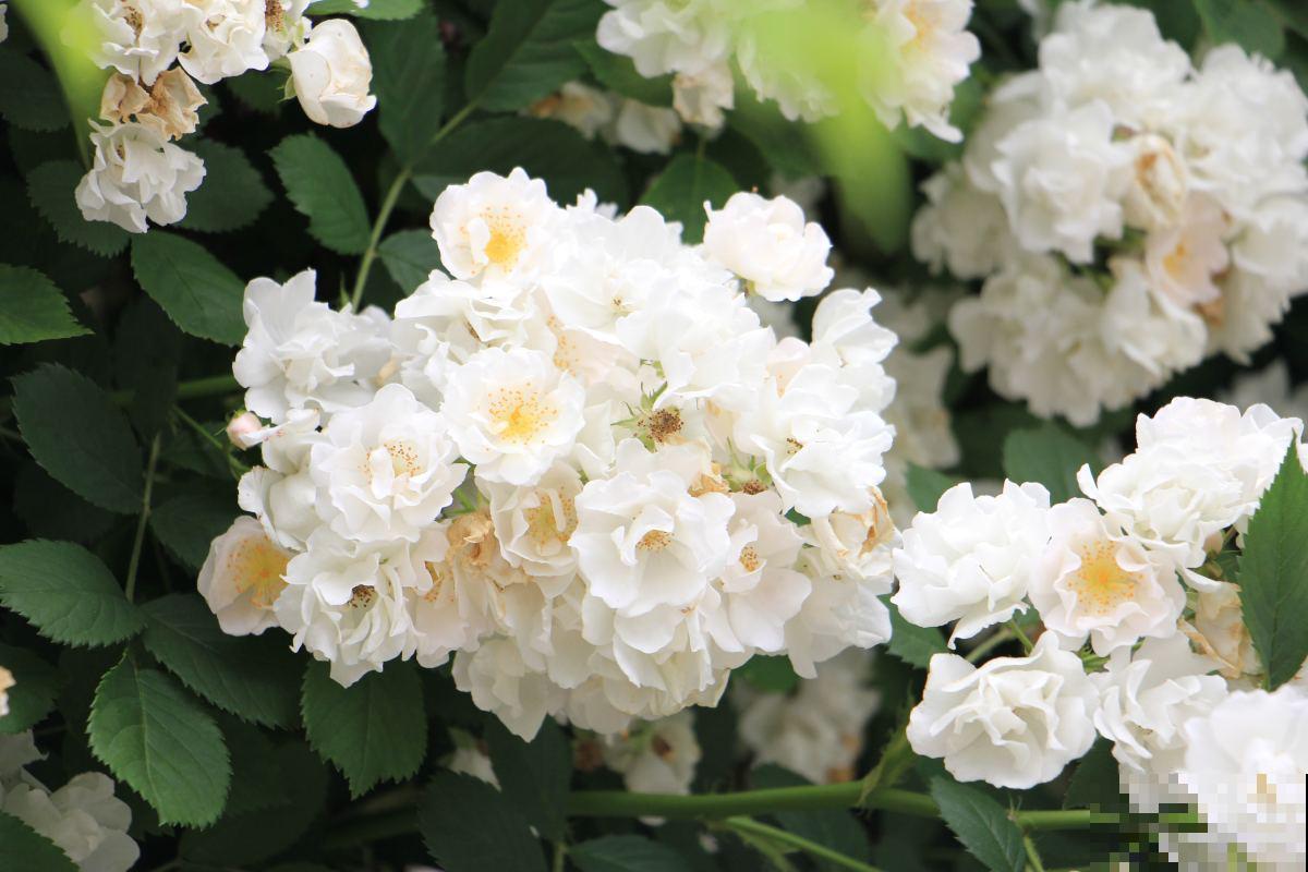 玫瑰、月季、蔷薇傻傻分不清，只要3个方法，一眼就认出来