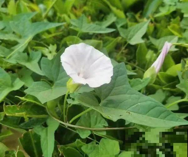 4组花长得太像,实在太容易认错,你能认出几个? 4组花长得太像,实在太容易认错,你能认出几个?