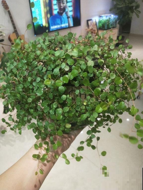 5种“吊兰”,名字和长相大不同,你能说出几种 5种“吊兰”,名字和长相大不同,你能说出几种