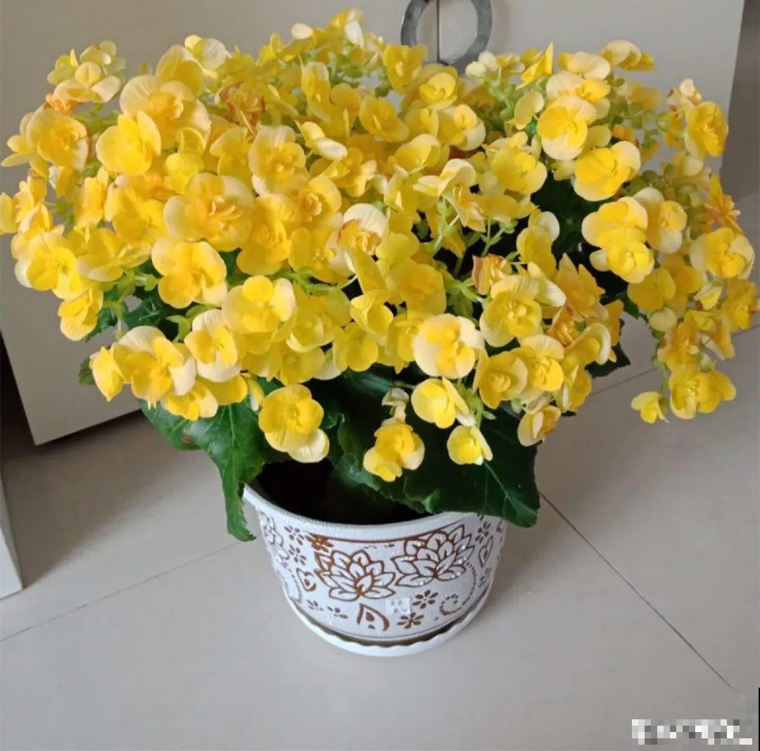 秋冬养盆丽格海棠,花朵像牡丹,有金玉满堂好兆头 秋冬养盆丽格海棠,花朵像牡丹,有金玉满堂好兆头