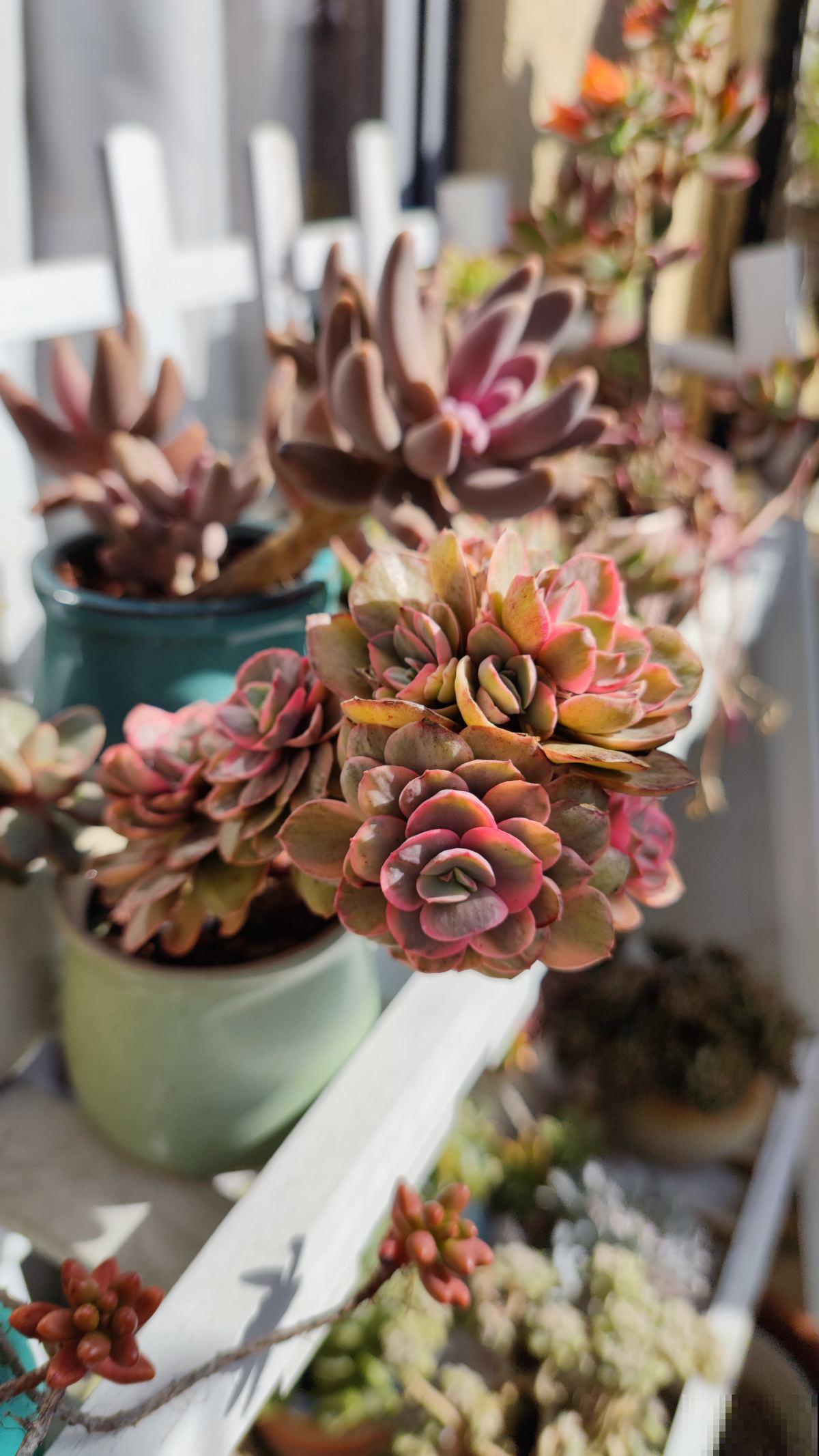 多肉冬季浇水,千万别盲目跟风,教你3点终身受用 多肉冬季浇水,千万别盲目跟风,教你3点终身受用