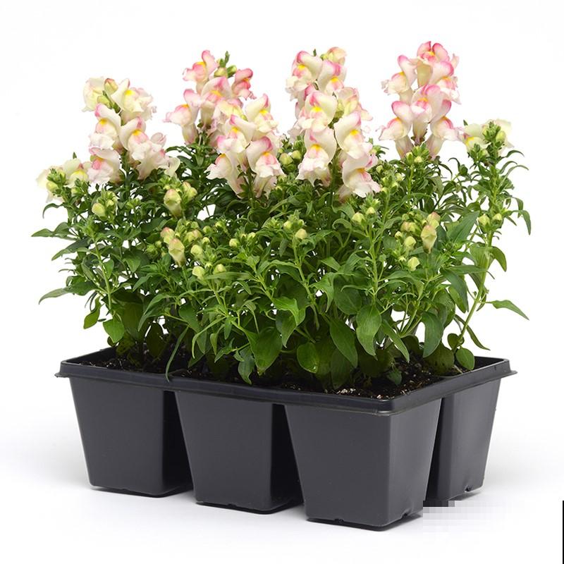 花10块钱就能买到的草花，开花爆不停，真是赚翻了