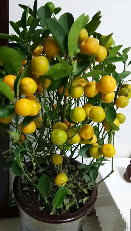快过年了，家里养盆金灿灿的桔子树，吉祥又喜庆