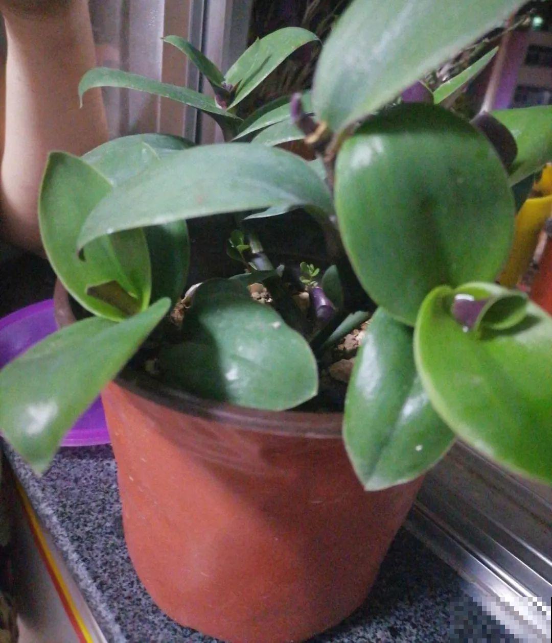 养蝴蝶兰注意4要点，叶子油亮有光泽，花朵娇艳美丽