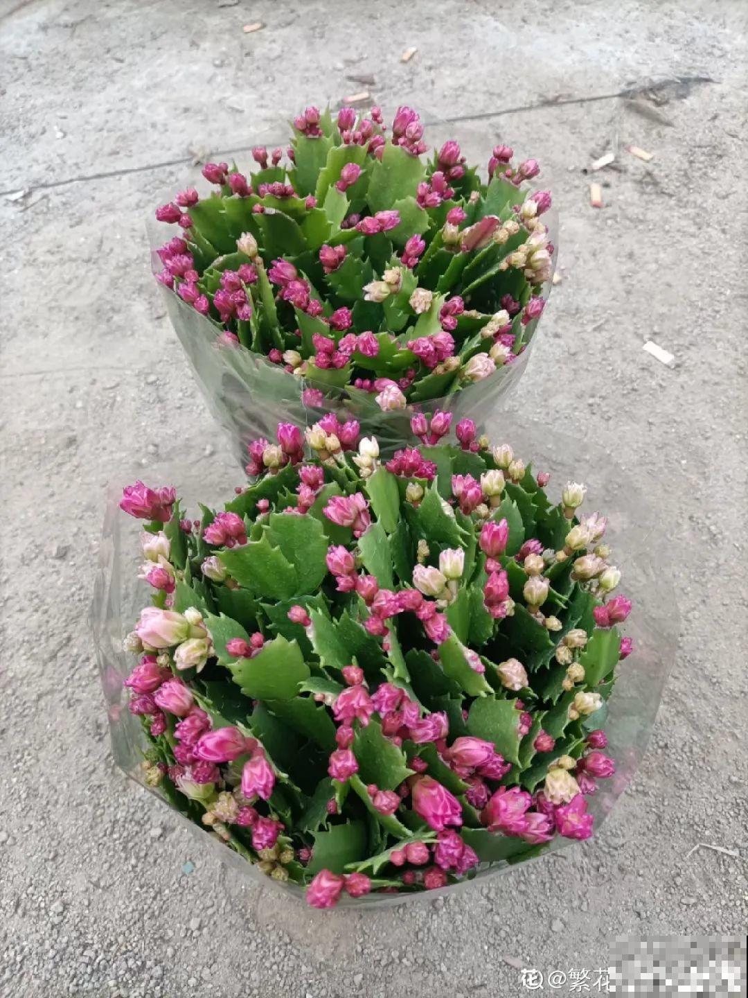 买茶花也要注意“坑”，注意5要点，叶子挺立有精神