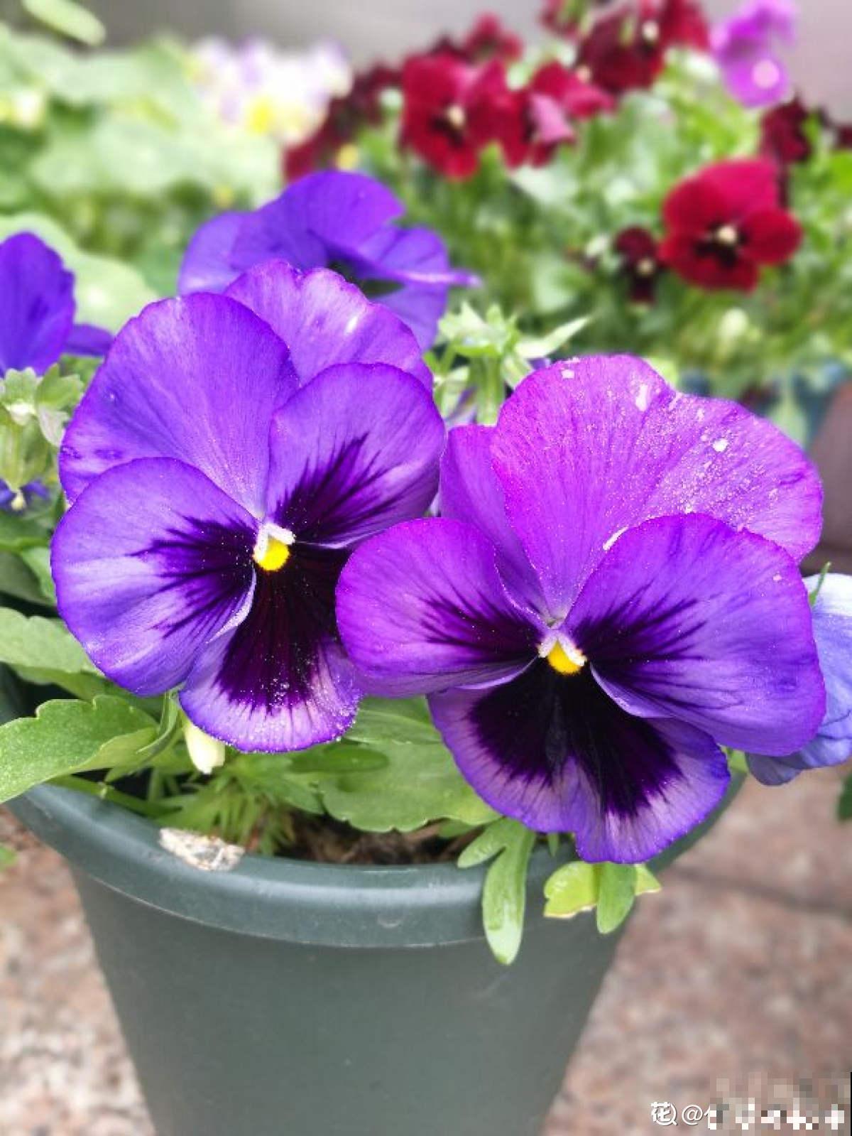 9种花,适合在阳台养,阳台全年开满花,小阳台变“花海” 9种花,适合在阳台养,阳台全年开满花,小阳台变“花海”